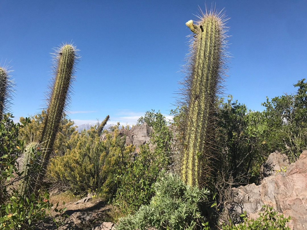 Ruta Antakari-Ovalle必去景点