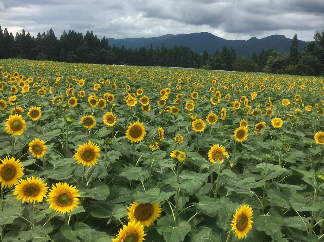 Tsunan Himawari Square-津南町必去景点