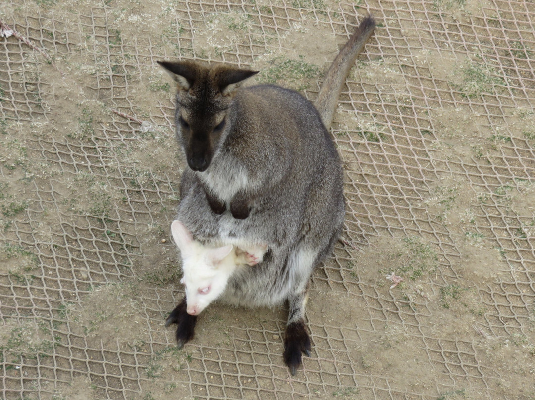 荣成神雕山野生动物园-荣成市必去景点