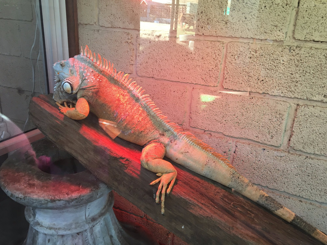 The Venom Pit Snake Park-东伦敦必去景点