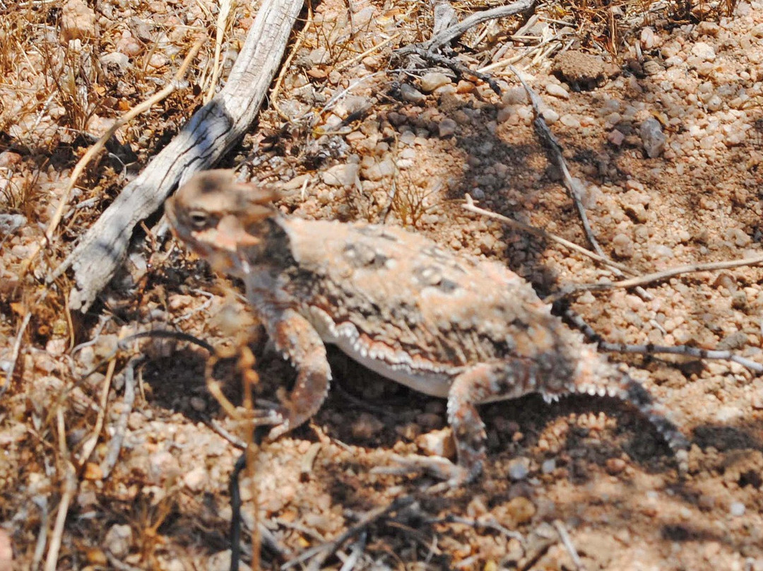 Desert Tortoise Natural Area-California City必去景点