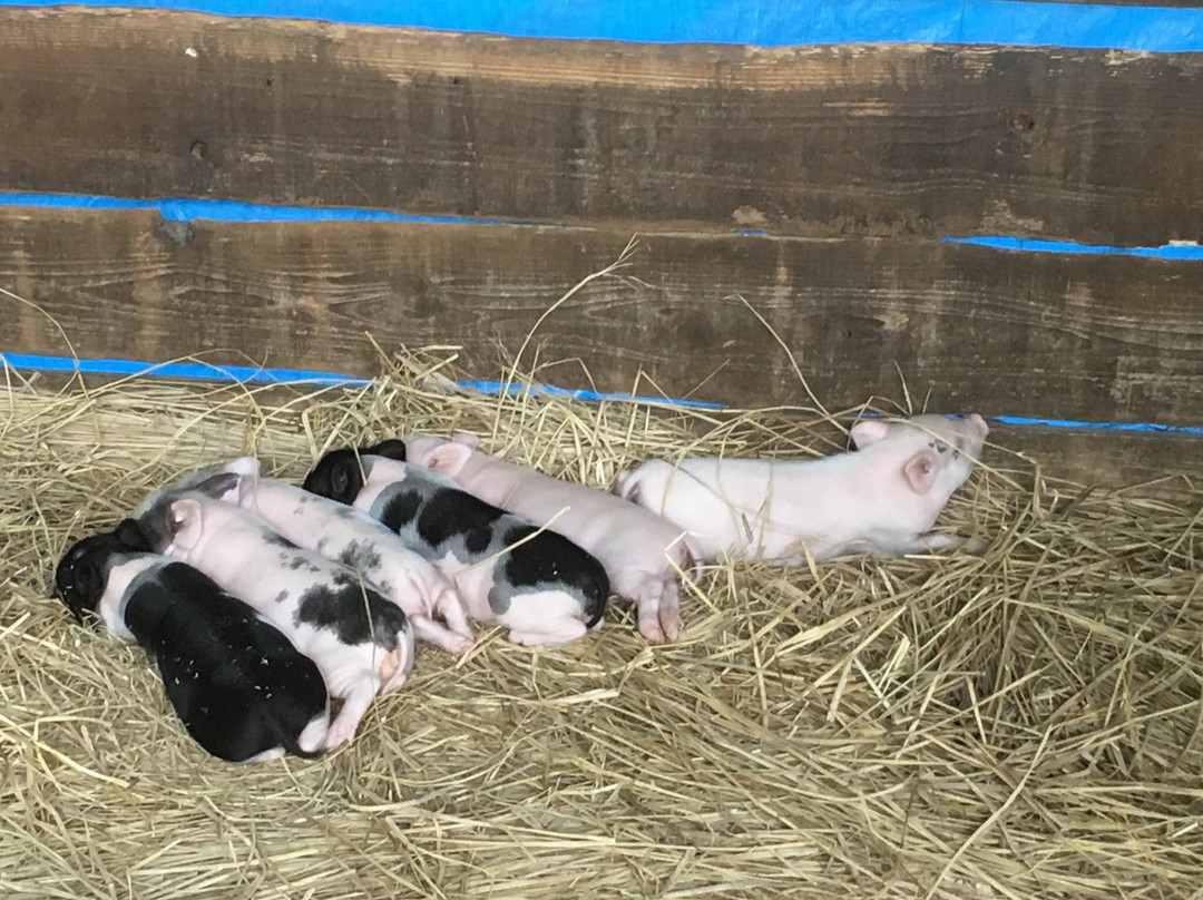 Suetoshi Farm-佐久市必去景点