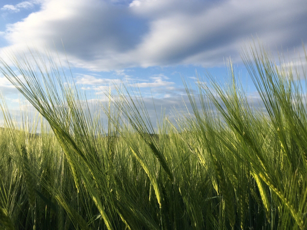 Pension Böeckl主图