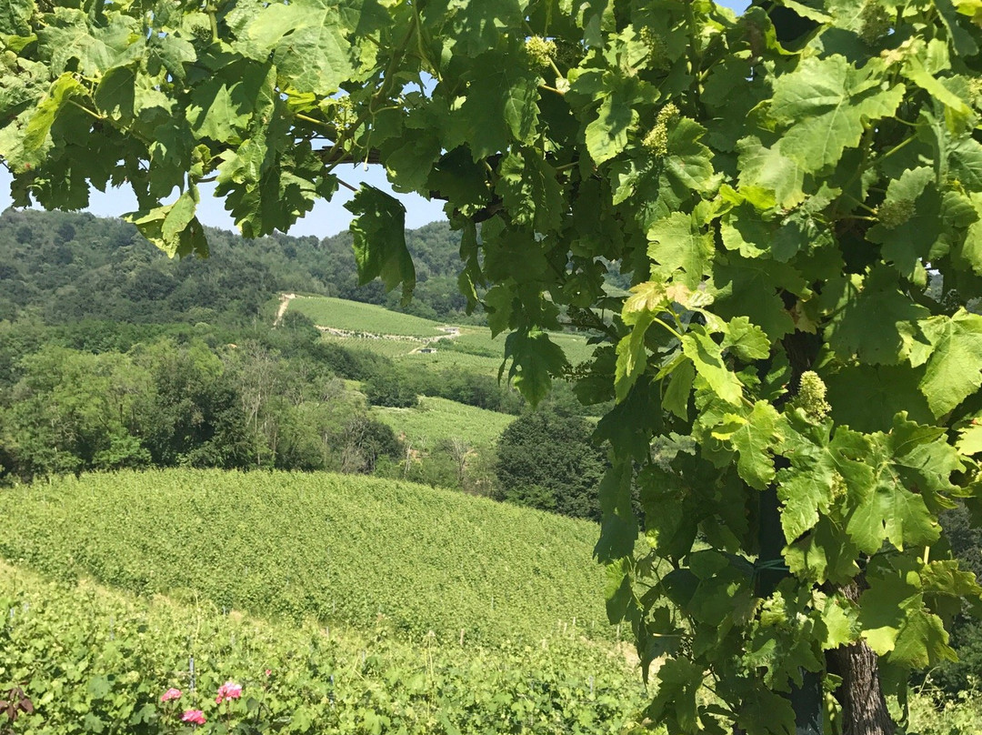 Azienda Vitivinicola Nervi Srl景点图片