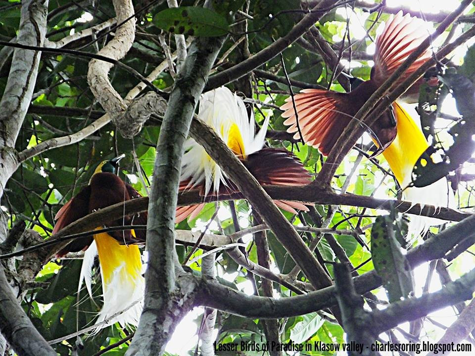 Triton Bay-Kaimana必去景点