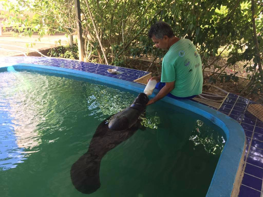 Centro de Pesquisa e Preservacao de Mamiferos Aquaticos