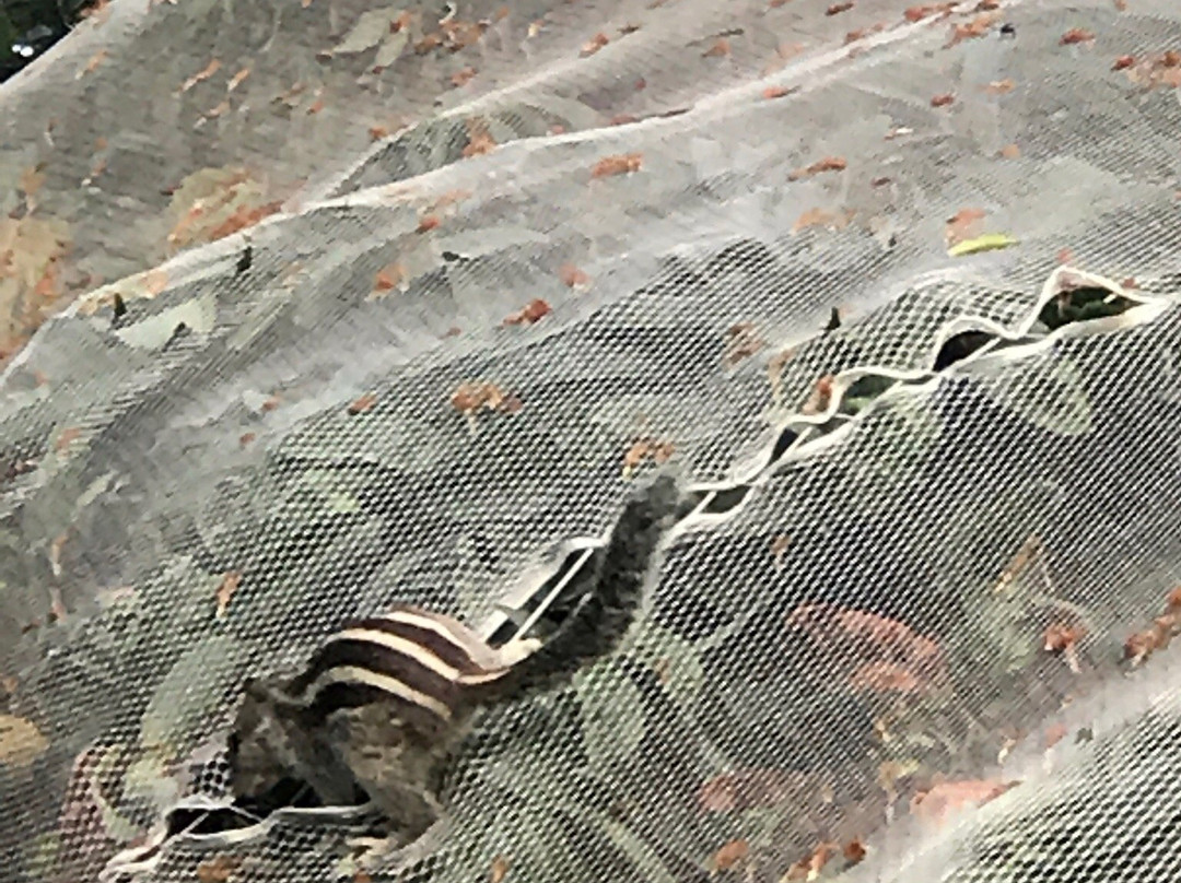 Army Golf Club景点图片