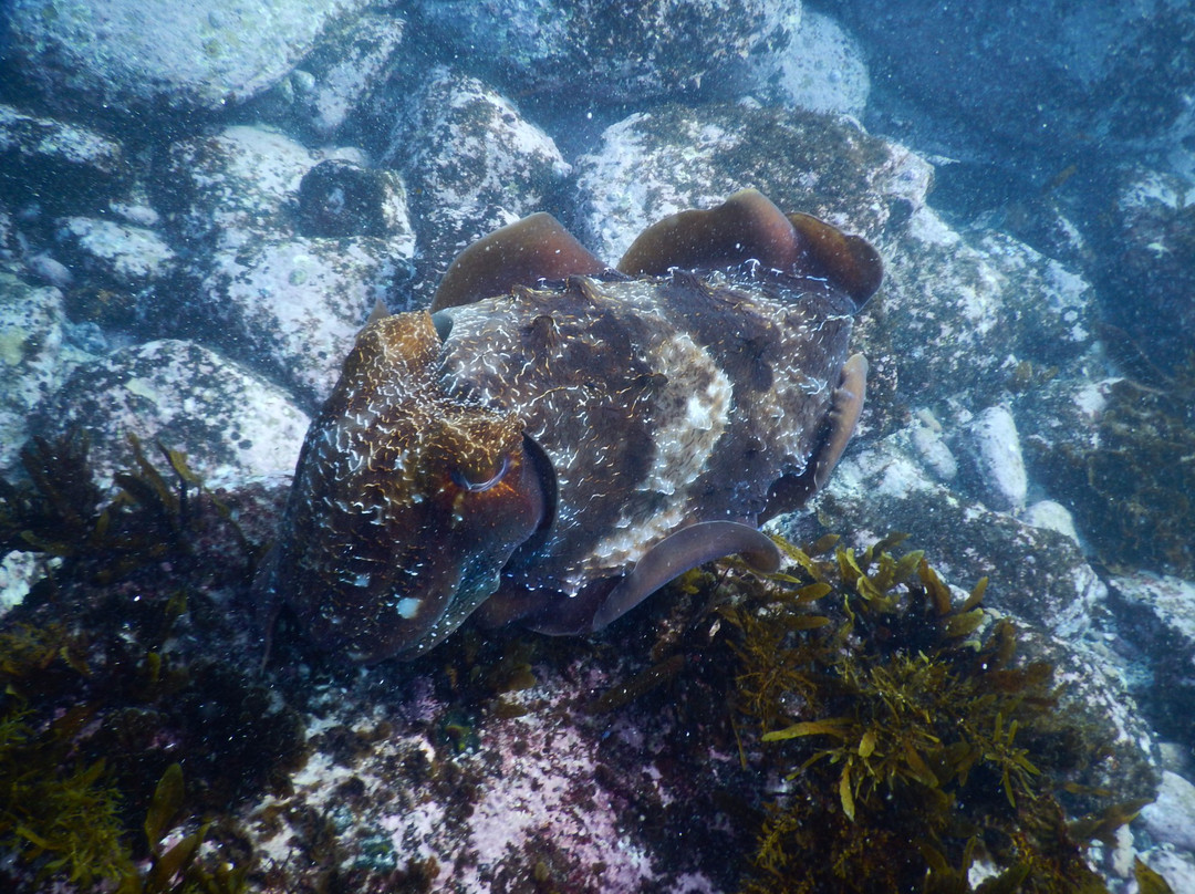 Sydney Underwater Scooter Tours-悉尼必去景点