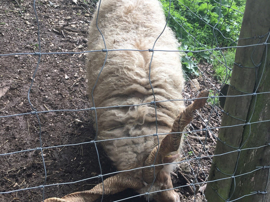 Wildpark Ernstbrunn-Ernstbrunn必去景点