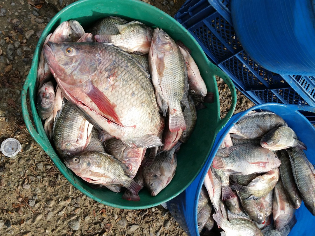 Betania Reservoir-Yaguara必去景点