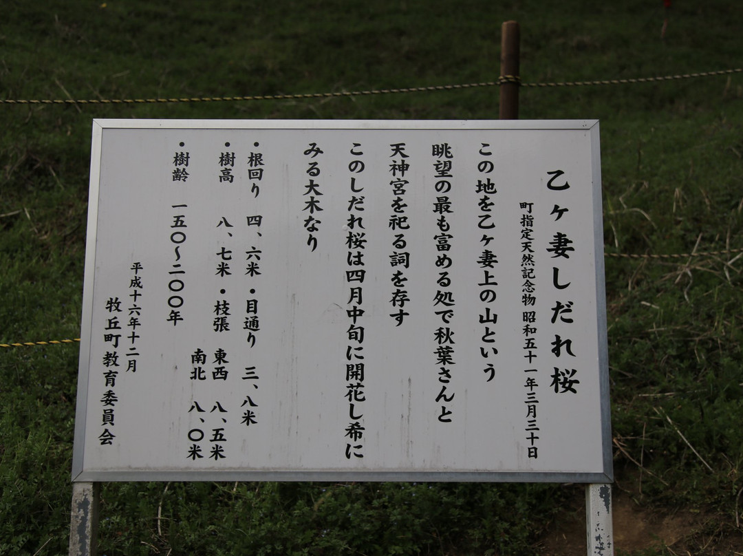 Ogga Zuma Weeping Cherry Blossams-山梨市必去景点