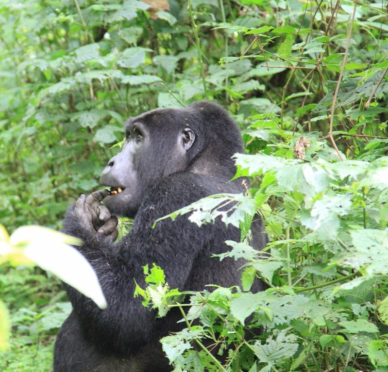 Chigo Tours Africa-坎帕拉必去景点