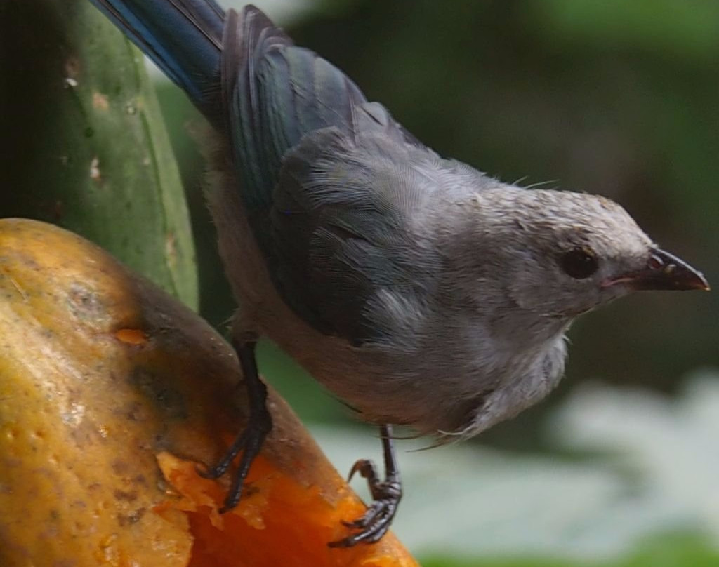 Hostal Charito de Mindo主图