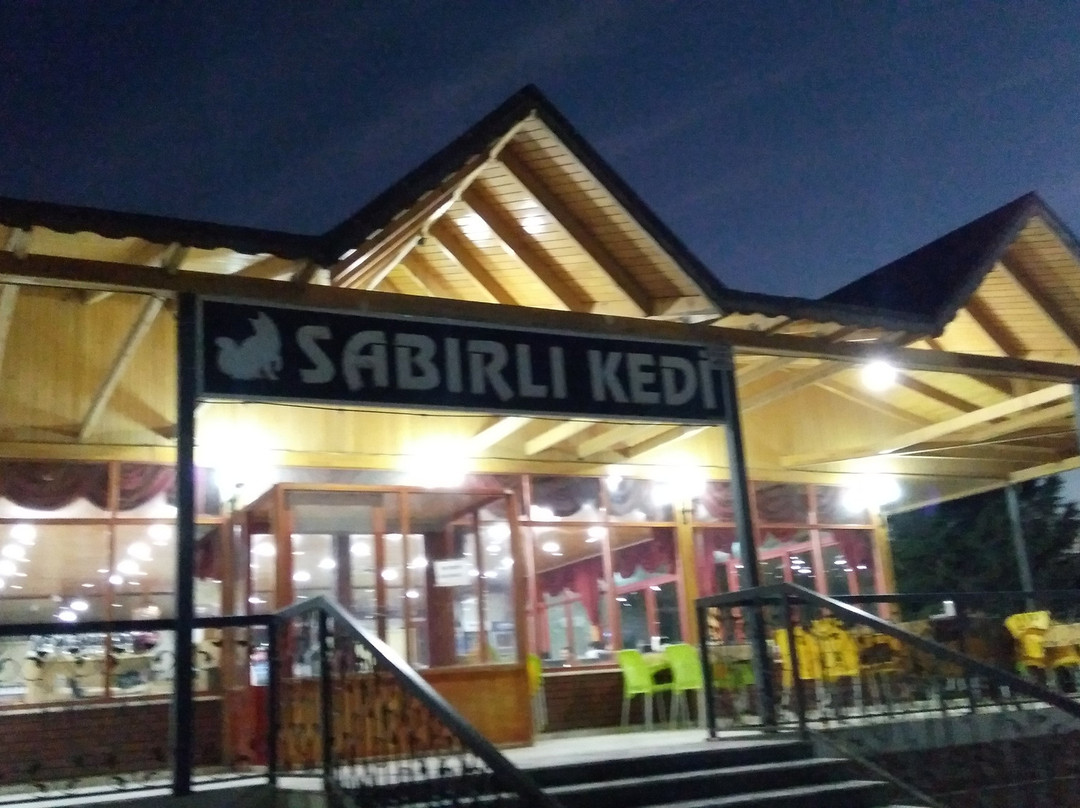 Sabırlı Kedi