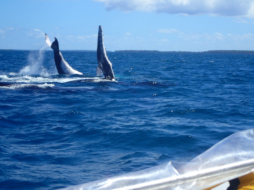 Deep Blue Diving-努库阿洛法必去景点