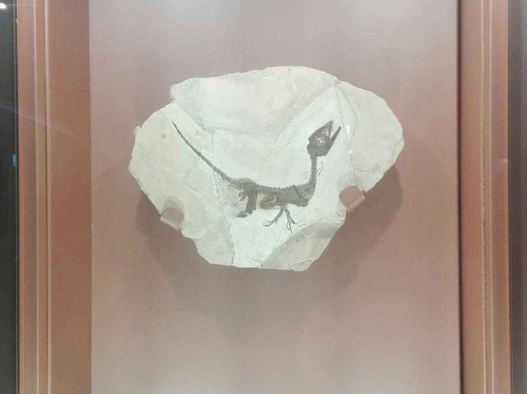 Paleolab-Pietraroja必去景点