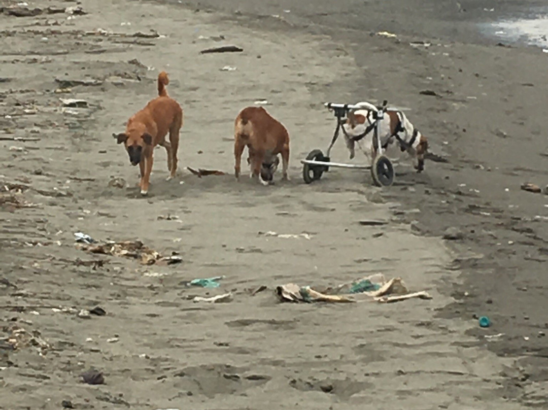 Aklan Animal Rescue & Rehabilitation Center-卡利波必去景点