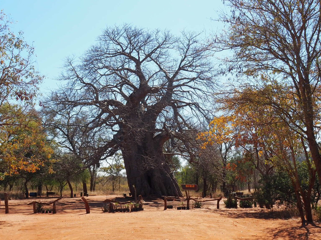 Big Boabab-Gravelotte必去景点