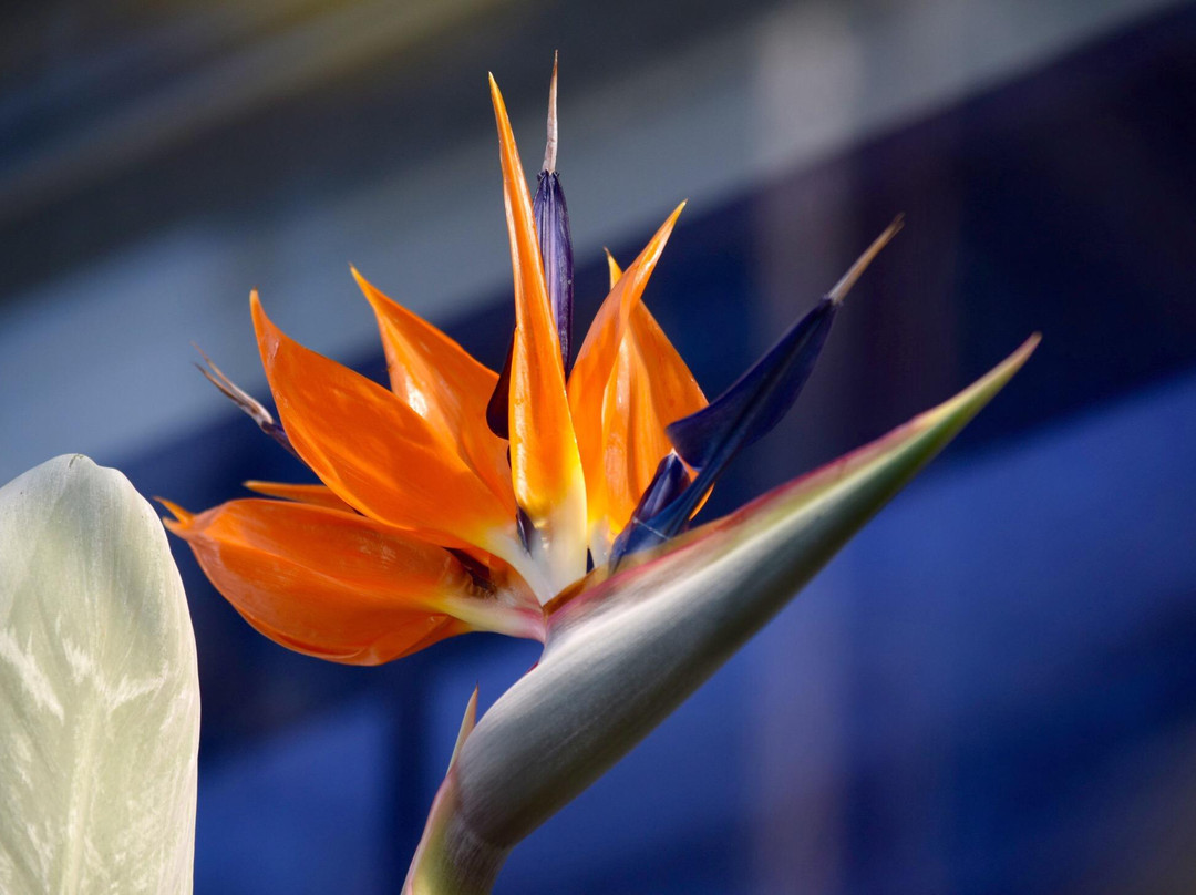 Himi SeasudeBotanical Garden-冰见市必去景点