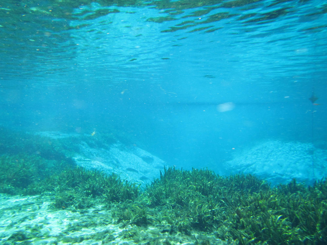 Dayo Scuba-奥兰多必去景点