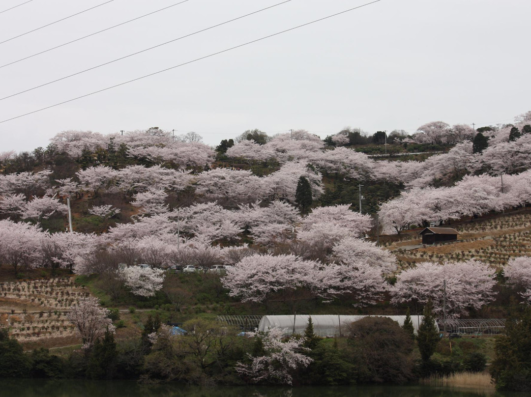 Tanematsuyama Park-仓敷市必去景点