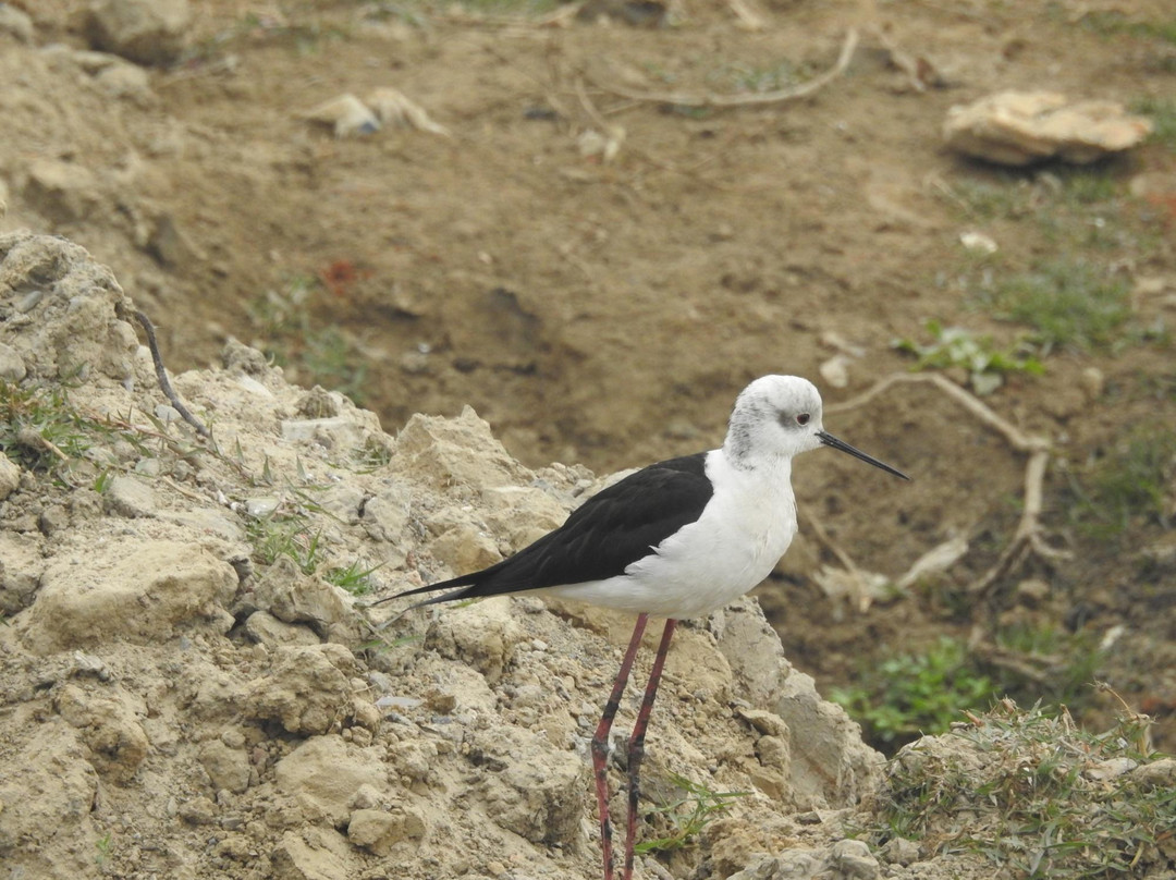 Basai Wetlands景点图片