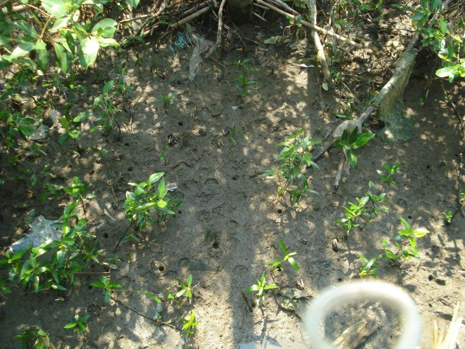 Ao Mahachai Mangrove Forest Natural Education Center-龙仔厝必去景点