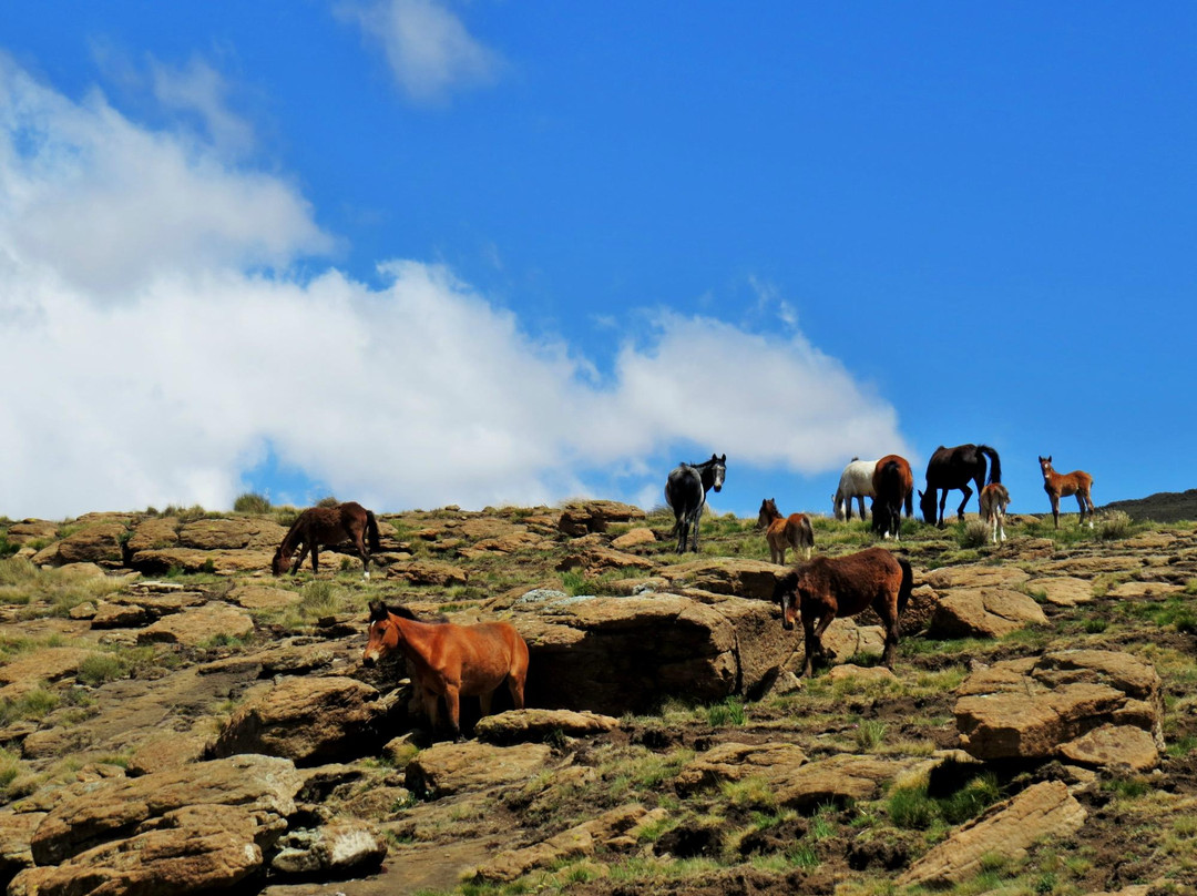 Dragons' Van - Day Tours-柏维必去景点