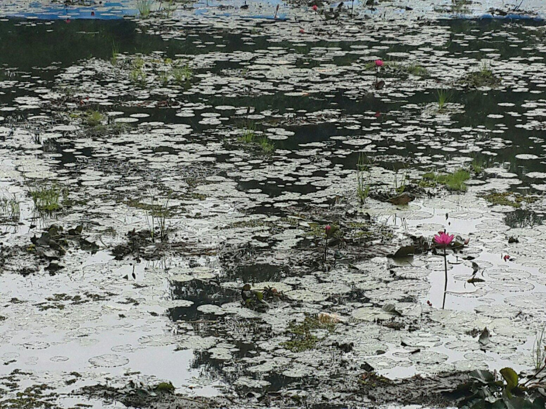 Waghai Botanical Garden景点图片