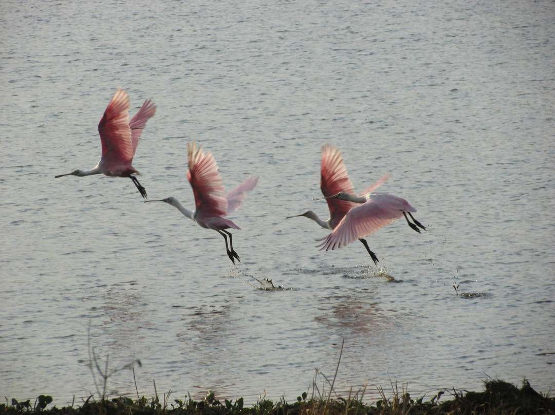 The Pantanal of Rio Negro State Park景点图片
