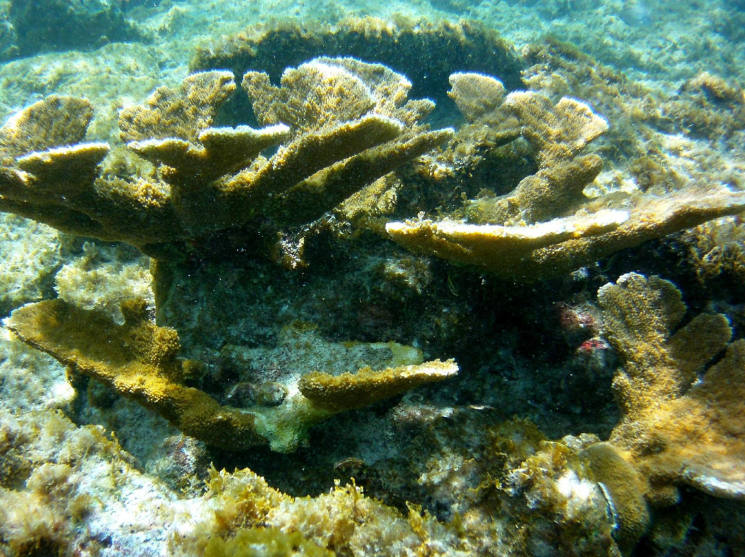 A Water Odyssey Scuba-Williamsport必去景点