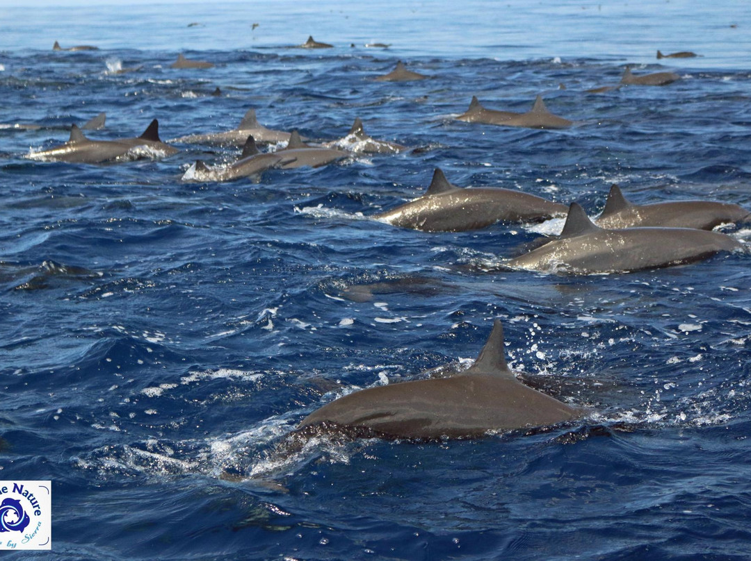 The Divine Dolphin景点图片