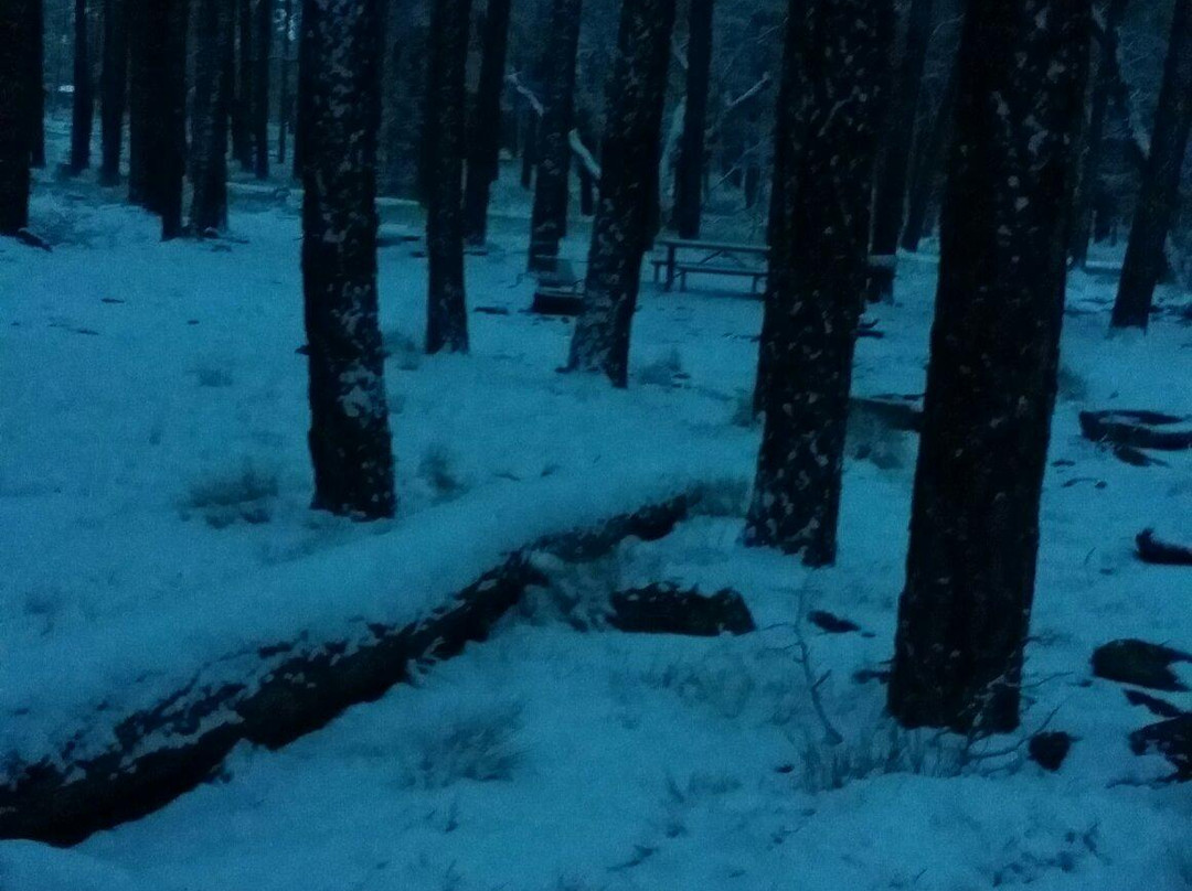 Apache-Sitgreaves National Forest-Springerville必去景点