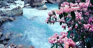 Shingba Rhododendron Sanctuary-North Sikkim必去景点