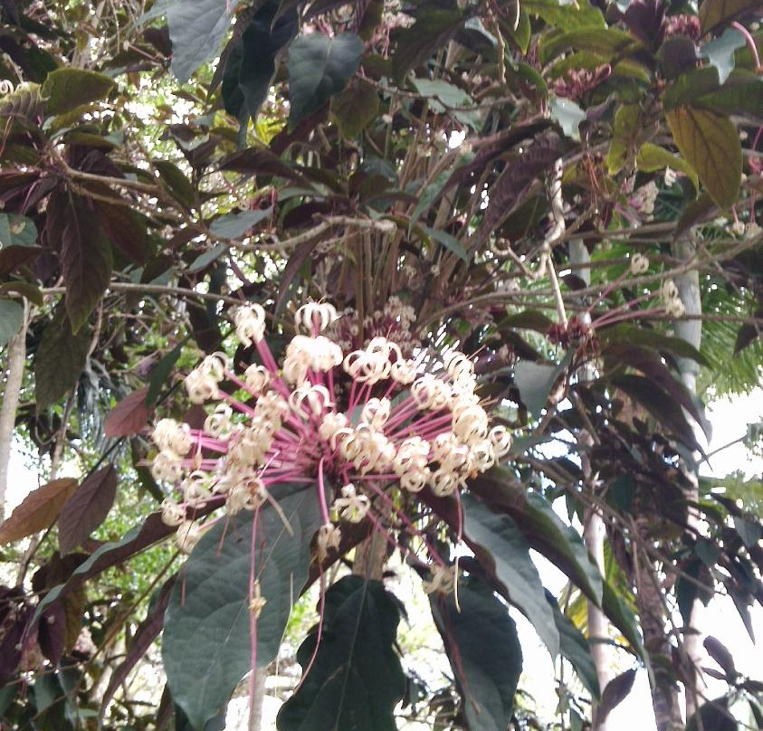 Coral Gables Merrick House and Gardens-科勒尔盖布尔斯必去景点