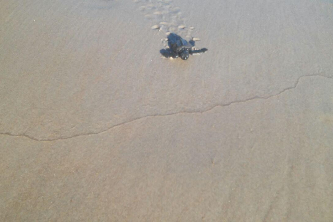 Projeto Tamar Guriri-Sao Mateus必去景点