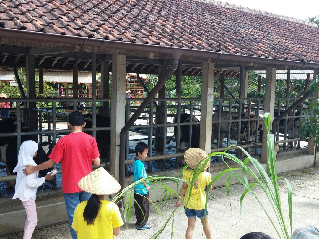 Kuntum Farmfield景点图片