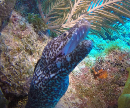 Seamonkey's Scuba Diving-伊斯拉摩拉达必去景点