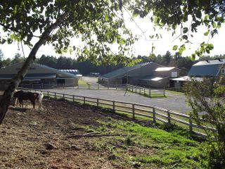 Highview Farms & Equestrian Centre景点图片