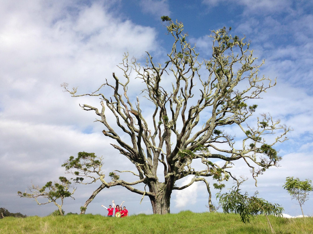 Hawaiian Legacy Tours-希洛必去景点
