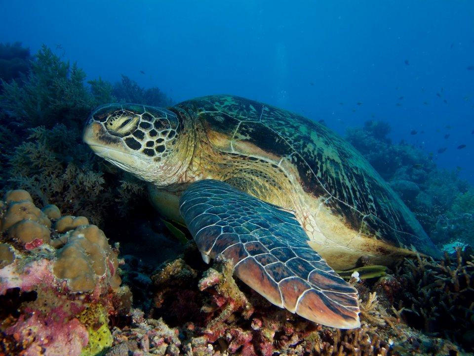 Barracuda Buceo Alona Dive-邦劳岛必去景点