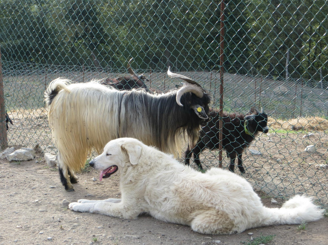 Chianti Cashmere Goat Farm-拉达因基安蒂必去景点