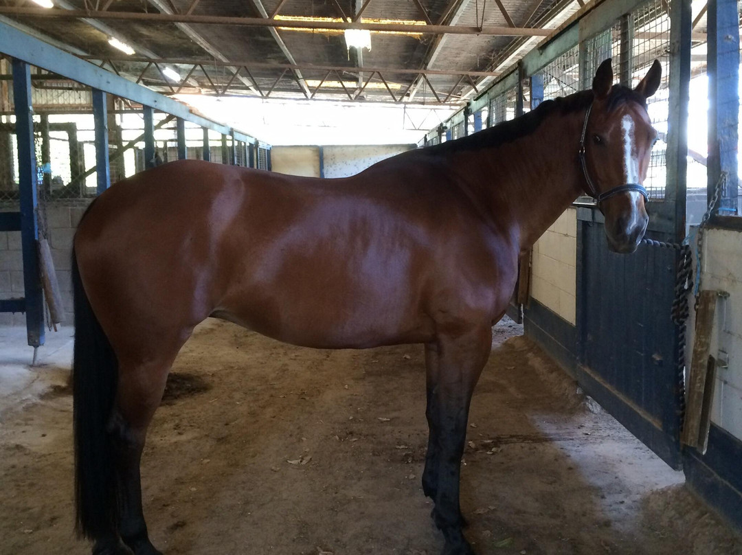 Dalson Park Indoor Equestrian Center景点图片