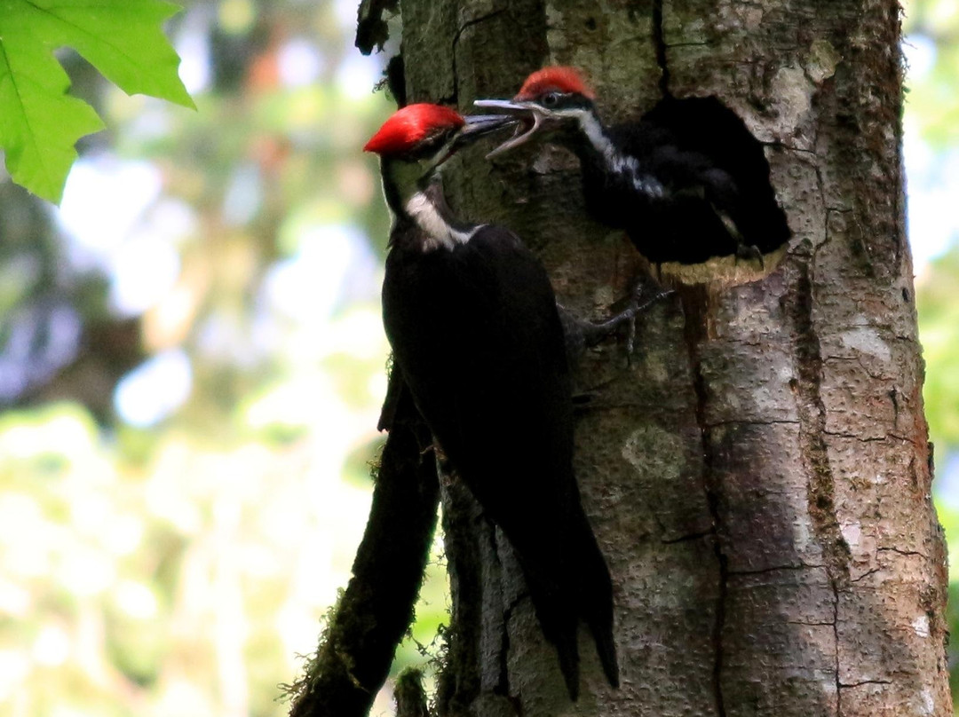 Tualatin Hills Nature Park-比弗顿必去景点