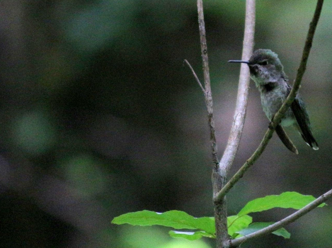 Tualatin Hills Nature Park-比弗顿必去景点