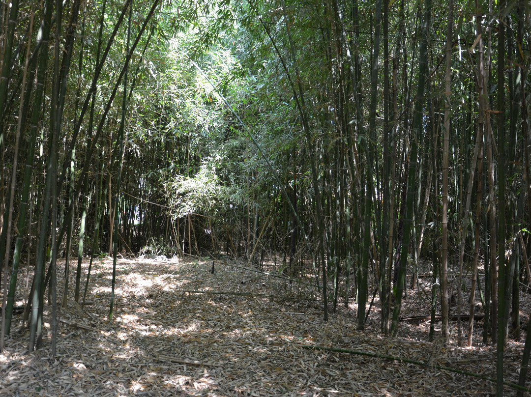 Sant'Alessio con Vialone旅游攻略图片