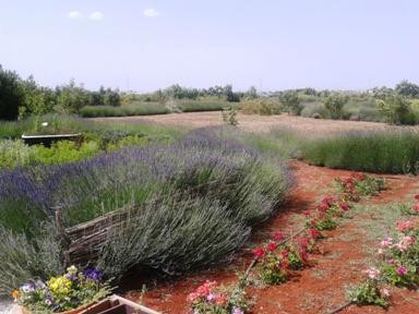 Cyherbia Botanical Park-Avgorou必去景点