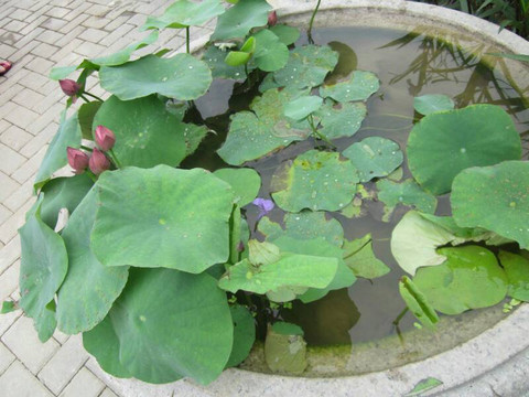 洪湖公园-深圳市必去景点