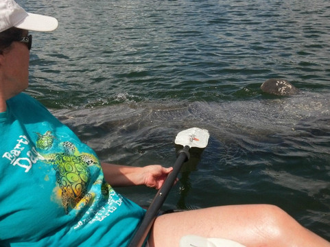 Sea Life Kayak Adventures-萨拉索塔必去景点