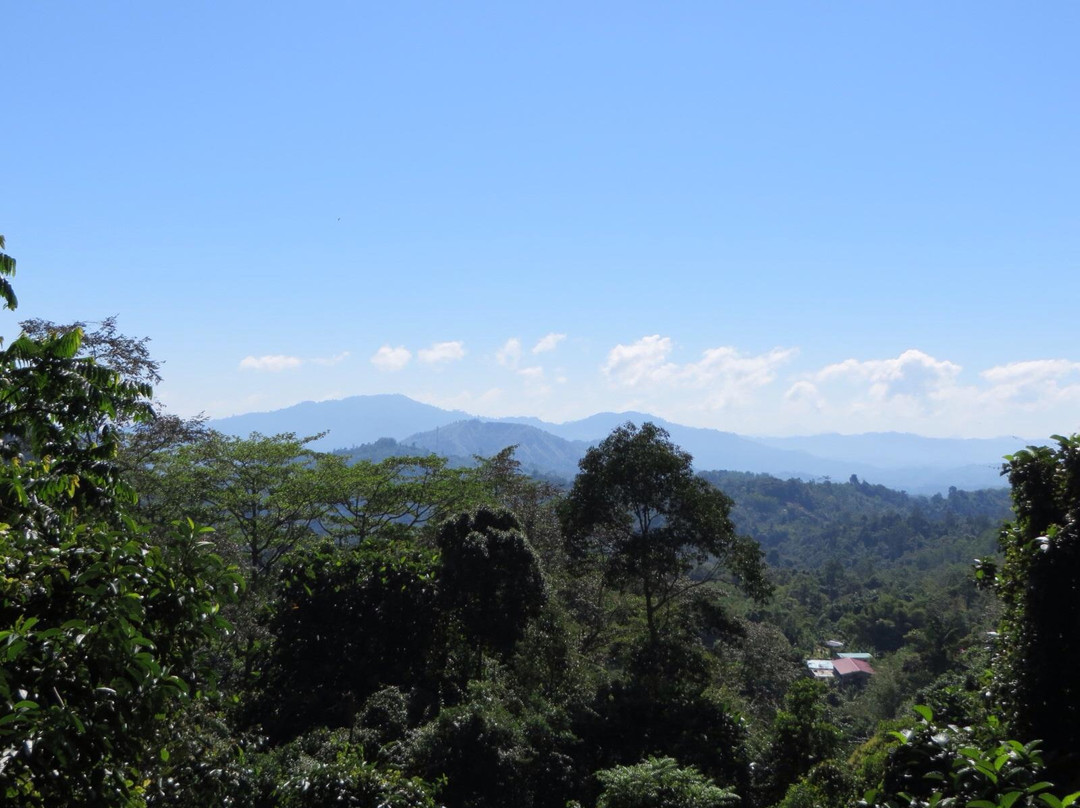 Poring Treetop Canopy Walk-亚庇必去景点